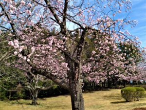 伊豆高原おおかん桜