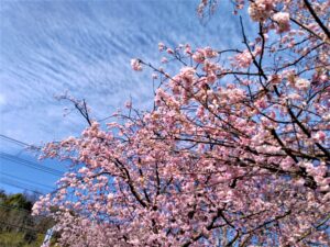 伊豆高原　おおかん桜