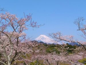 大室山からの富士山　桜