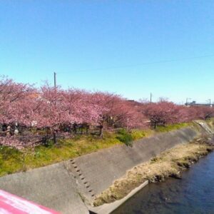 河津桜と河津川